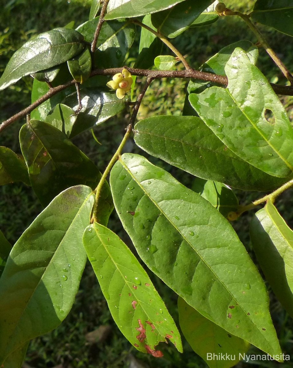 Uvaria sphenocarpa Hook.f. & Thomson